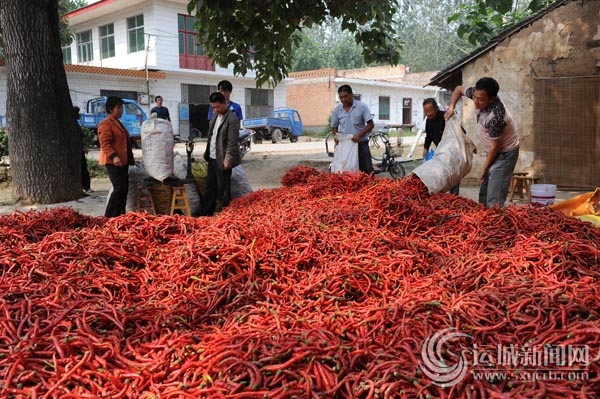 富农源种植专业合作社在收购红辣椒