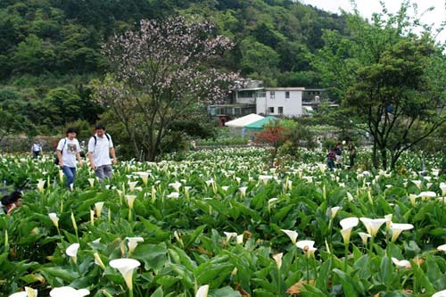 阳明山的海芋花