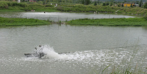 米埔湿地――生态建设和环境保护的典范