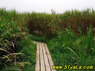 西溪国家湿地公园