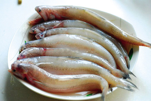 沙丁鱼