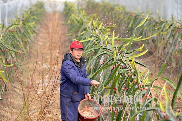 传统蔬菜田里搭架种植特色农产品火龙果.