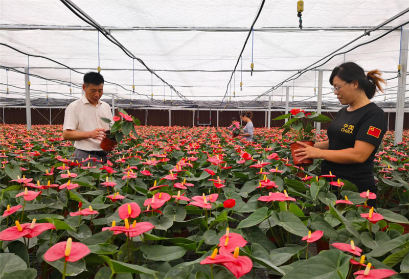 (泗县屏山镇发展花卉苗木产业扶贫项目带动贫困户增收致富)