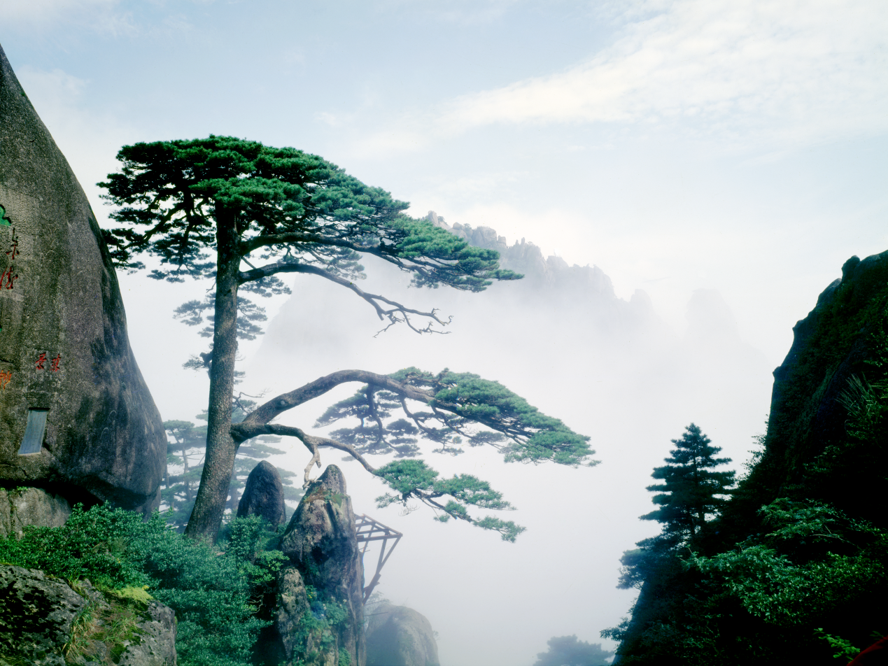 黄山风景区迎客松