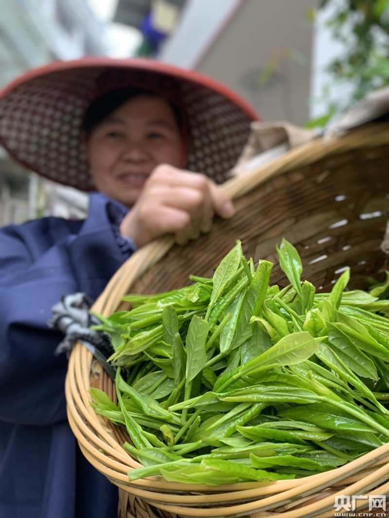 茶中之王一一太平猴魁今开园采摘