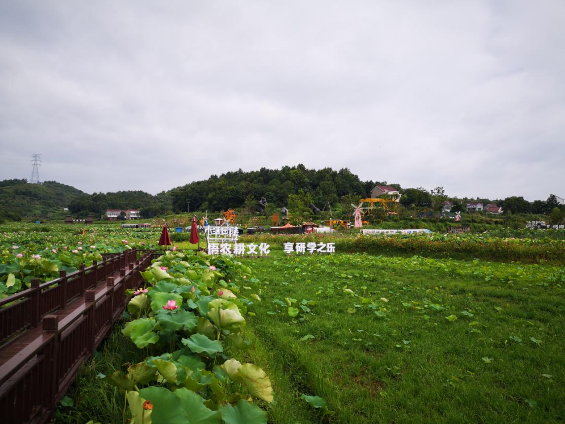 小满田塍景区.(央广网发 徐秋韵摄)