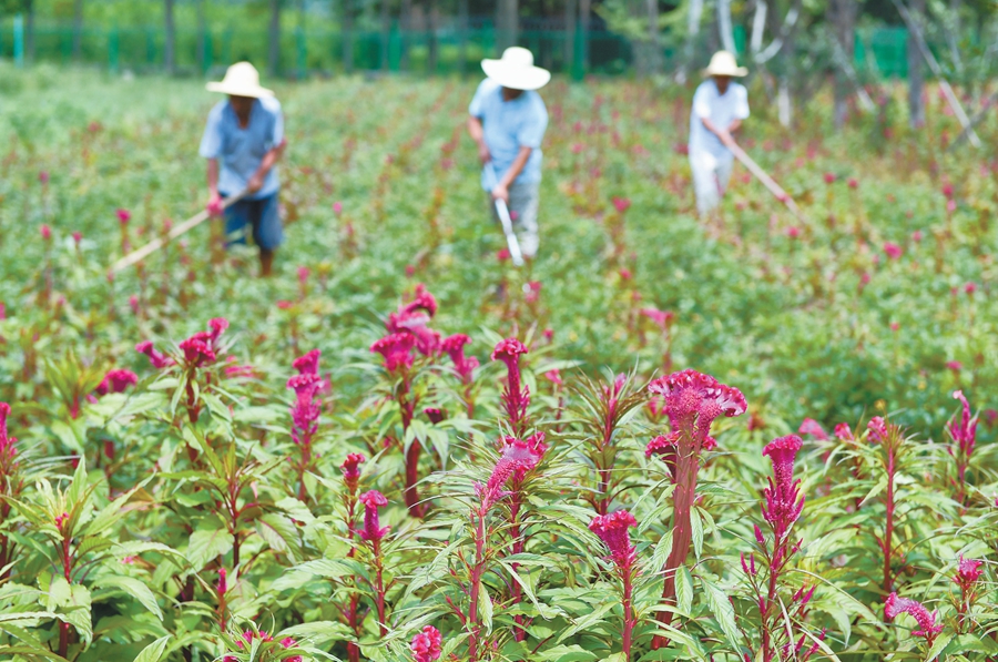 【坚决打赢脱贫攻坚战】四带一自产业扶贫