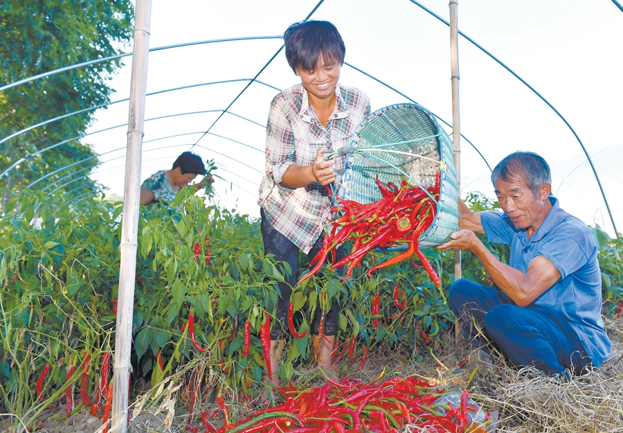 【坚决打赢脱贫攻坚战】四带一自产业扶贫