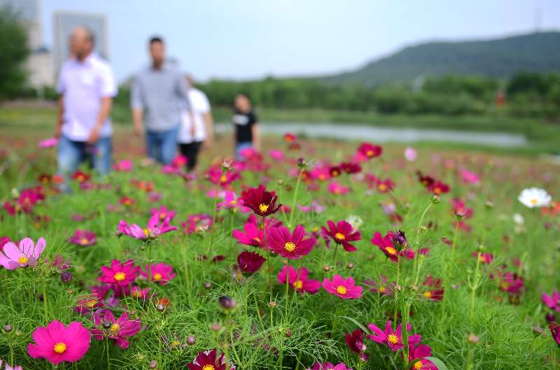 合肥蜀山区四季花海迎来盛花期