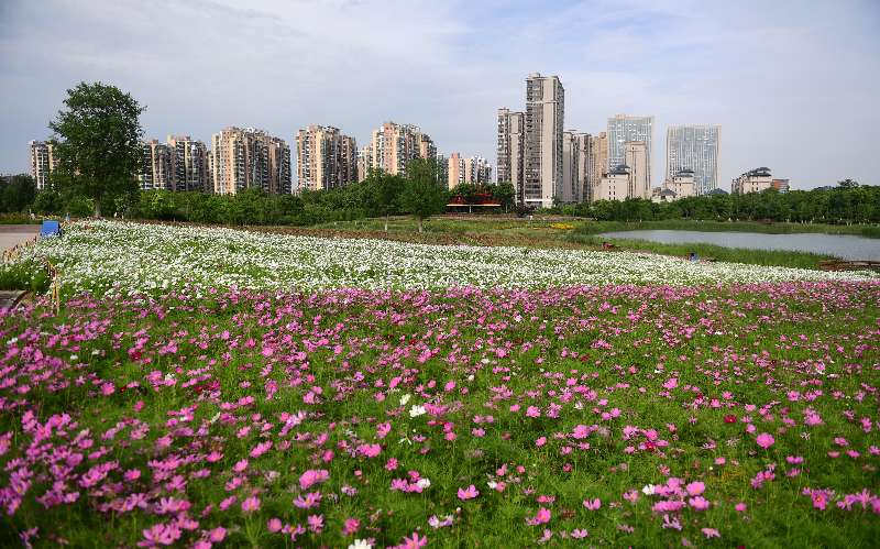 合肥蜀山区:四季花海迎来盛花期