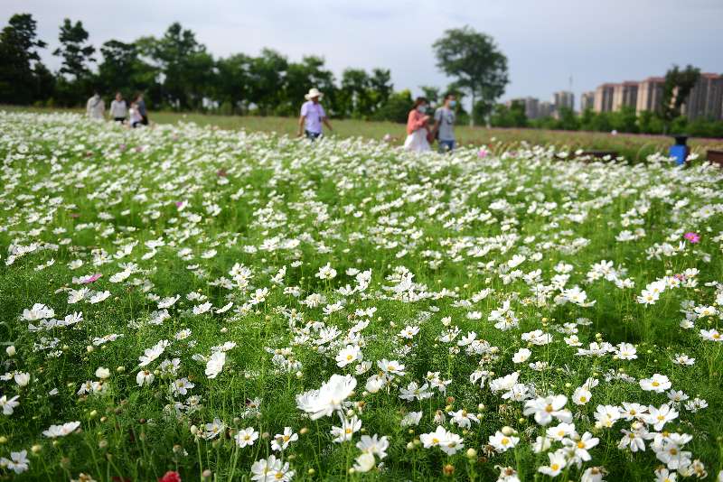 合肥蜀山区:四季花海迎来盛花期