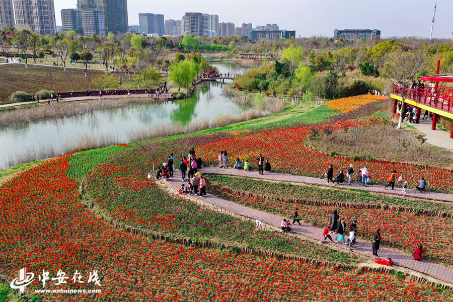 4,16万株郁金香迎来盛花期,竞相盛开的郁金香成为了四季花海公园最