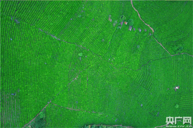 【新闻观察】黄山，凭什么迎客？