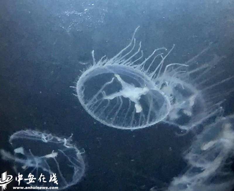 诞生于6.5亿年前“水中大熊猫”桃花水母惊现安徽怀宁_央广网
