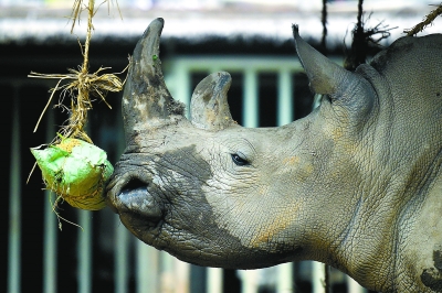 咕咕是什么动物叫的 W020180619286041179032.jpg