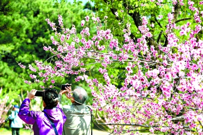 北京:正是春花烂漫时