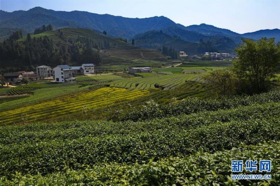 这是绿色茶园环抱下的武夷山市星村镇朝阳村(11月6日摄.