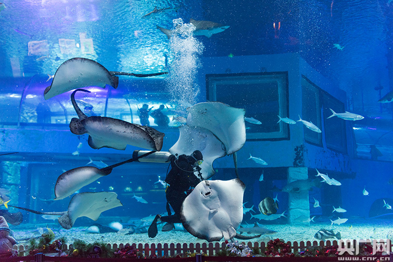 广州正佳极地海洋世界萌宠们迎新居