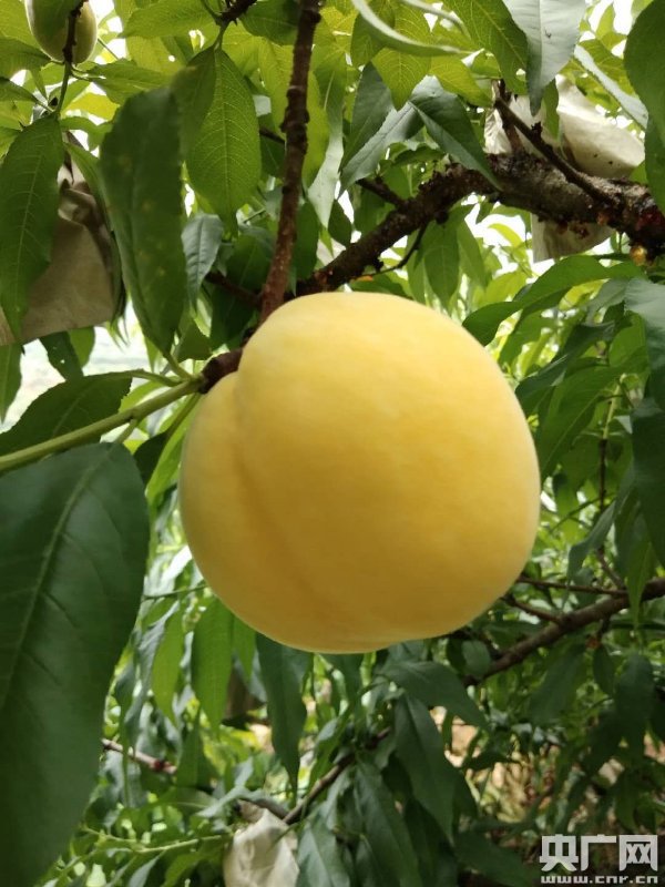 2018世界水果博览会广州开幕