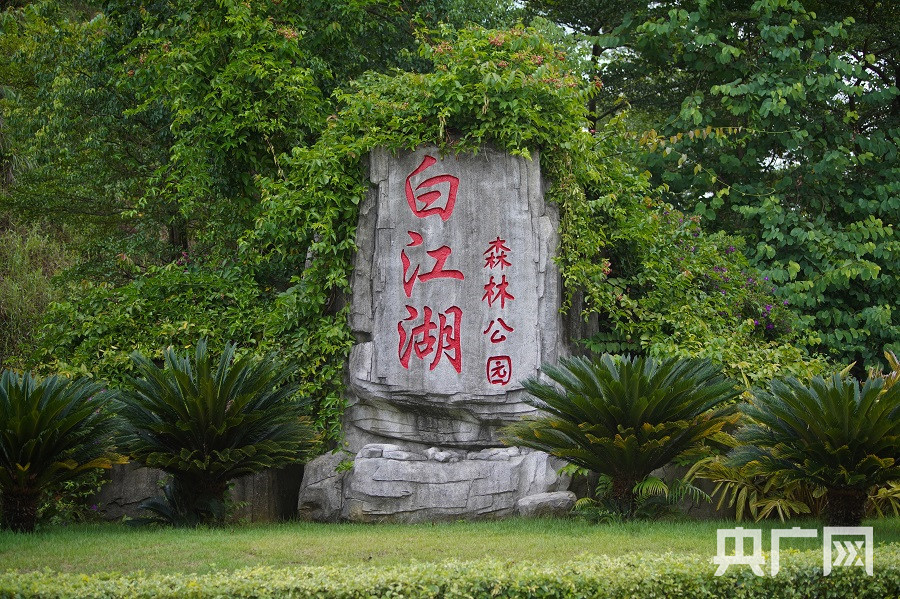 广州市白江湖森林公园(央广网记者 官文清 摄)