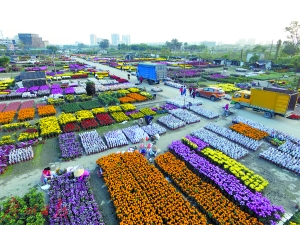 广州芳村:全国最大的花卉批发市场
