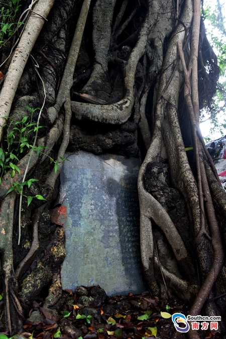 稀奇!惠州一清代石碑 长 在500岁古榕树上 来看