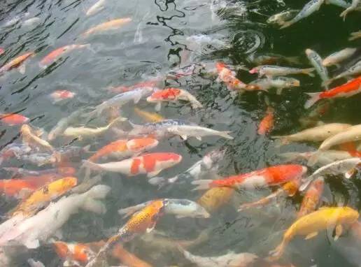 金鱼池里养金鱼?酒仙桥里住酒仙?来聊各地好玩儿地名