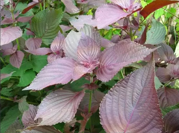 这种草本植物还有防腐奇效