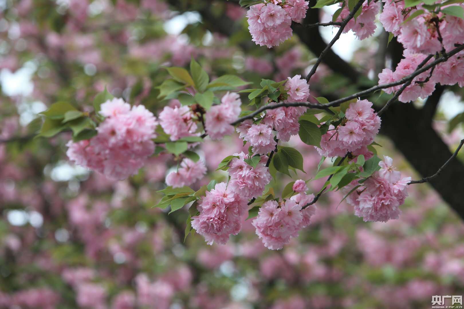 成都邛崃:2018文君故里首届网络樱花节启动