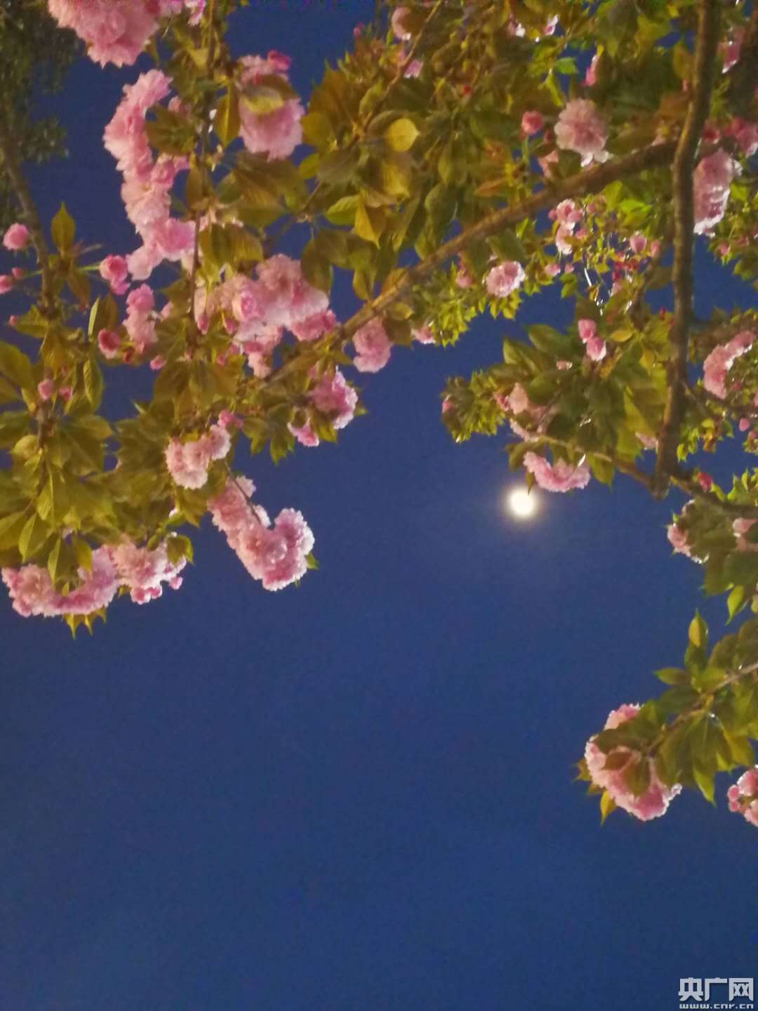 成都邛崃:2018文君故里首届网络樱花节启动