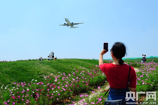 空港花田坐拥壮美航域景观 上万人成都双流打卡“网红景点”
