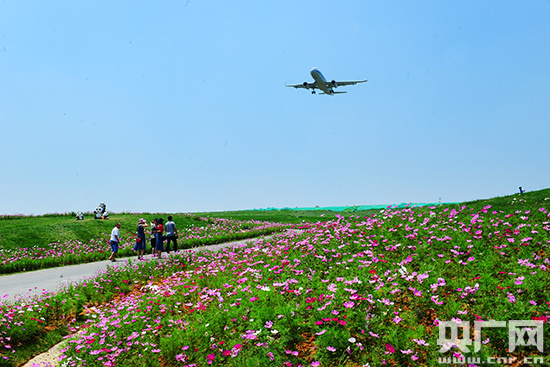 空港花田坐拥壮美航域景观 上万人成都双流打卡“网红景点”