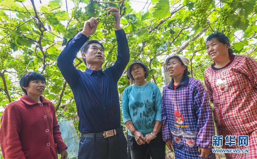 (经济)(2)河北武强:科技服务团助力乡村振兴