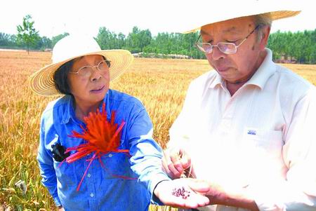 河南濮阳彩色小麦世界最大基地 预计亩产600公