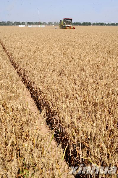 河南:5万亩连片小麦平均亩产超600公斤--中国