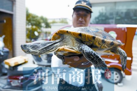 巴西龟破坏生态环境 不适合放生--中国广播网 