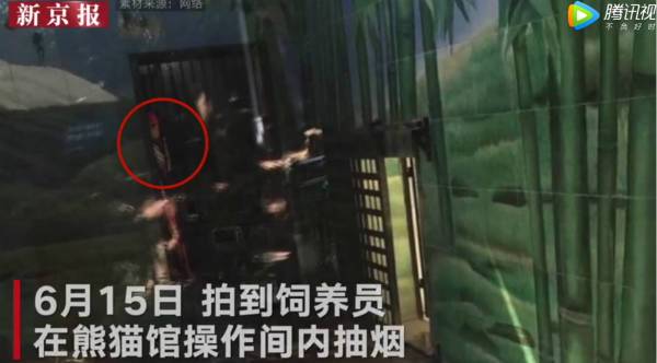 武汉大熊猫遭虐待:现场画面遭曝光