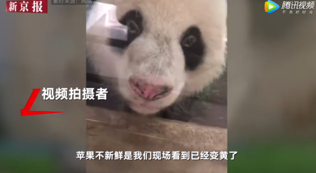 武汉大熊猫遭虐待:现场画面遭曝光