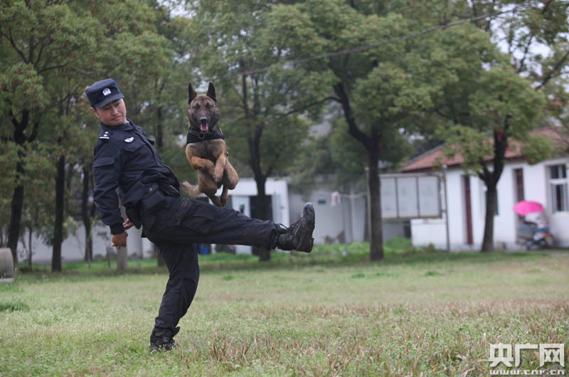 十二张图揭秘武汉铁警是如何训练警犬的