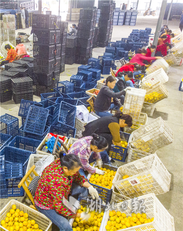 宜昌柑橘销售大幕开启