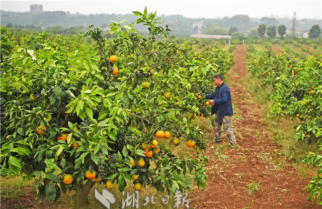 宜昌柑橘销售大幕开启