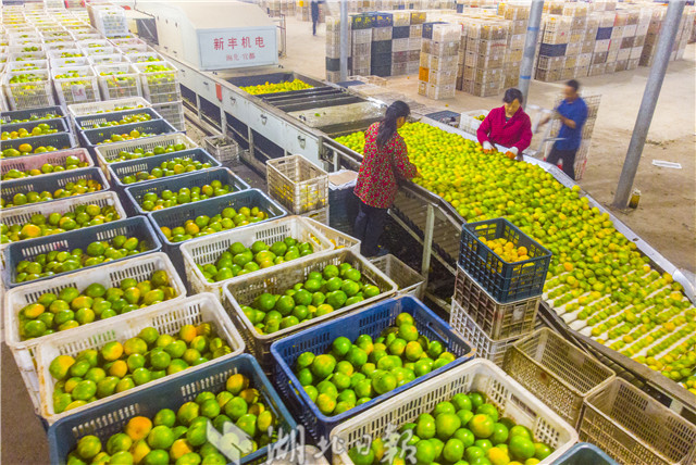 宜昌柑橘销售大幕开启