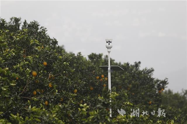 湖北首个未来农场亮相秭归