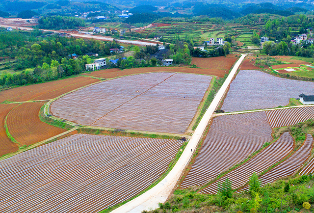 湖南花垣县:商品蔬菜种植 引领脱贫新步伐