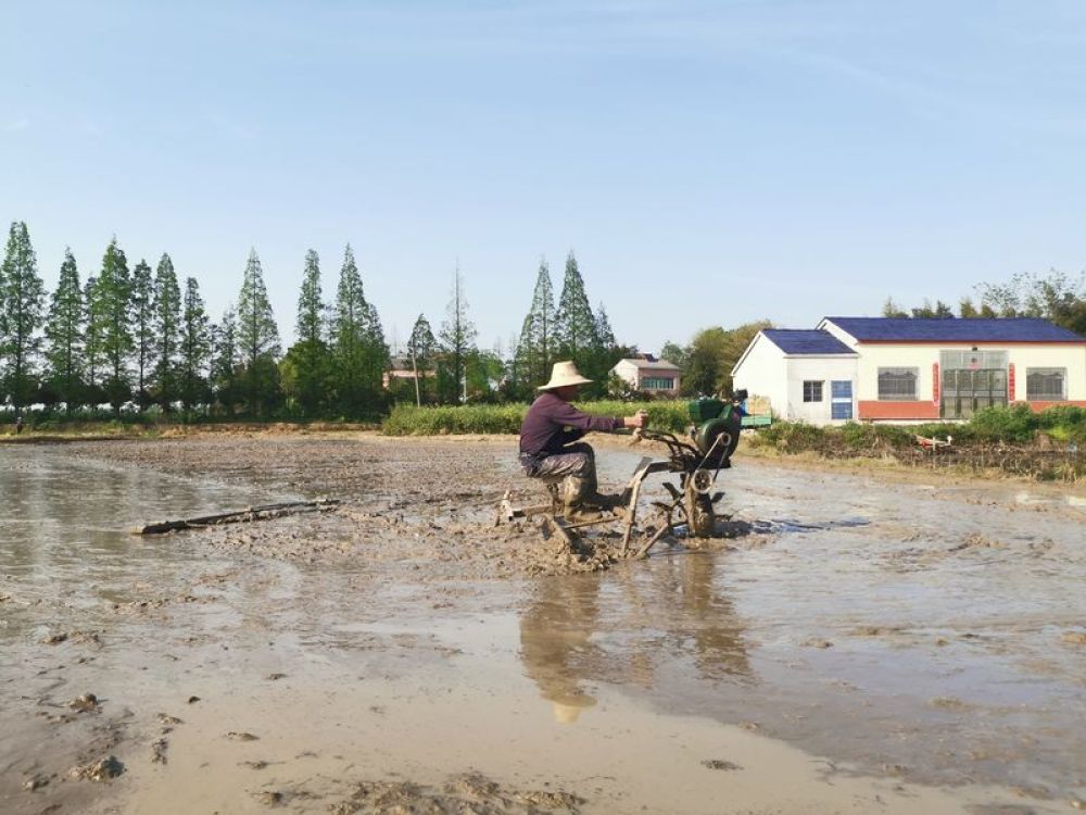 4月9日,岳阳市华容县万庾镇农民在平整水田 新华社记者 周楠 摄