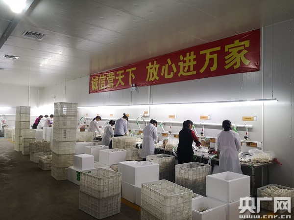 福建古田小小蘑菇为革命老区农民增产增收