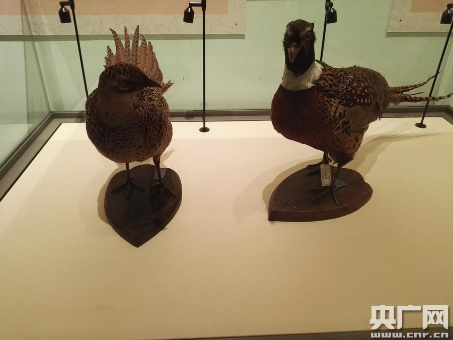 大连自然博物馆春节推出 金鸡献瑞 鸡年生肖展