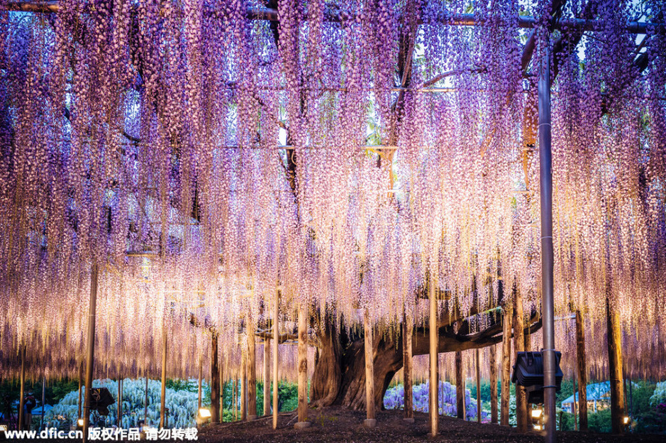 现实版《阿凡达》灵魂树:144岁紫藤花开-新闻