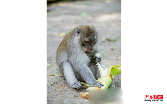 暴走巴厘岛圣猴森林公园 看遍猴生百态