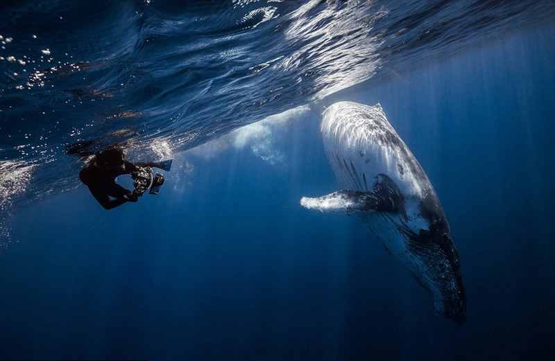 摄影师水下拍摄座头鲸英姿